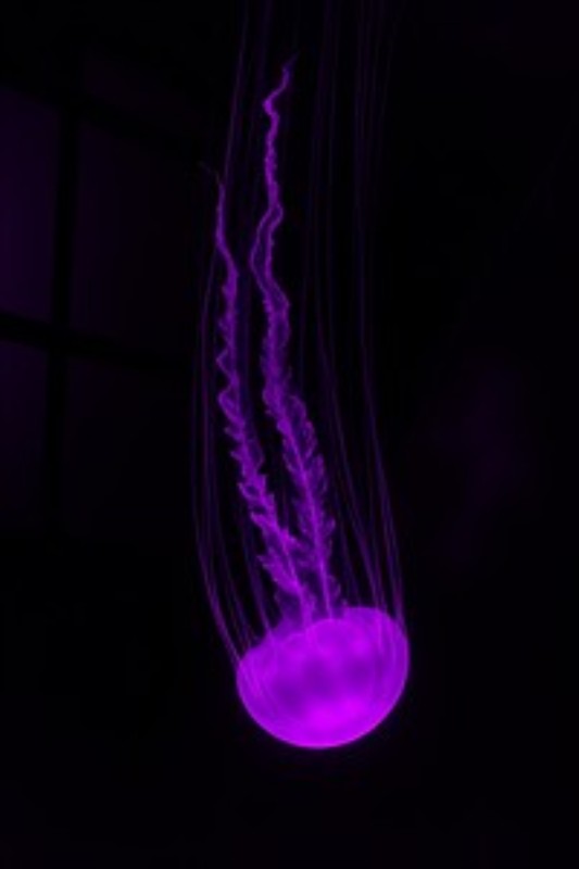 Elegant Lilla Meduse i Skumringen - Oplev den betagende skønhed af en meduse, der svømmer i det mørke hav, oplyst af et blødt lilla lys. Dette kunstværk bringer en følelse af ro og mystik til dit hjem.